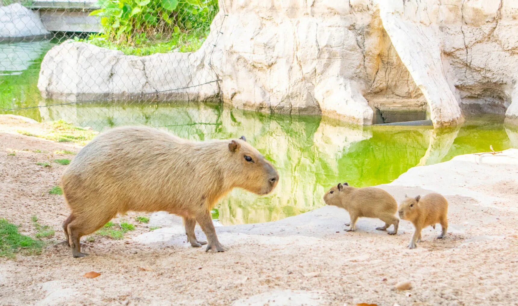 Капибары фото на телефон Don’t Worry, Be Capy - Times Two - The Houston Zoo