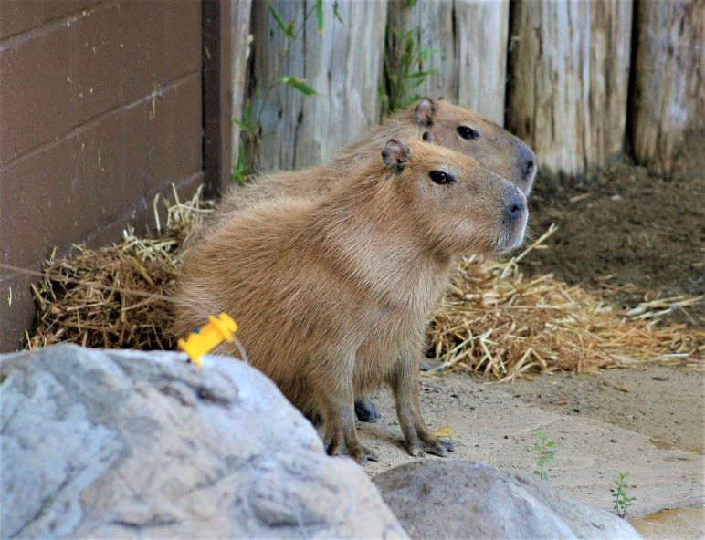 Капибары в ленинградском зоопарке фото Happy Hollow Zoo in San Jose Gets Two Giant Rodents San Jose Inside