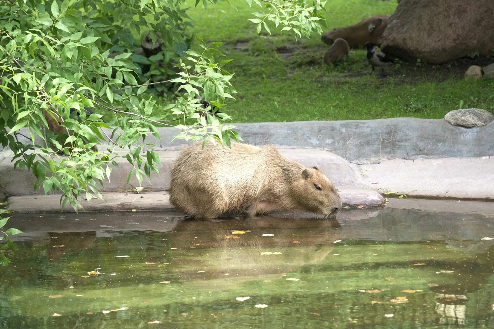 Капибары в московском зоопарке фото Three capybara pups born in Moscow Zoo / News / Moscow City Web Site