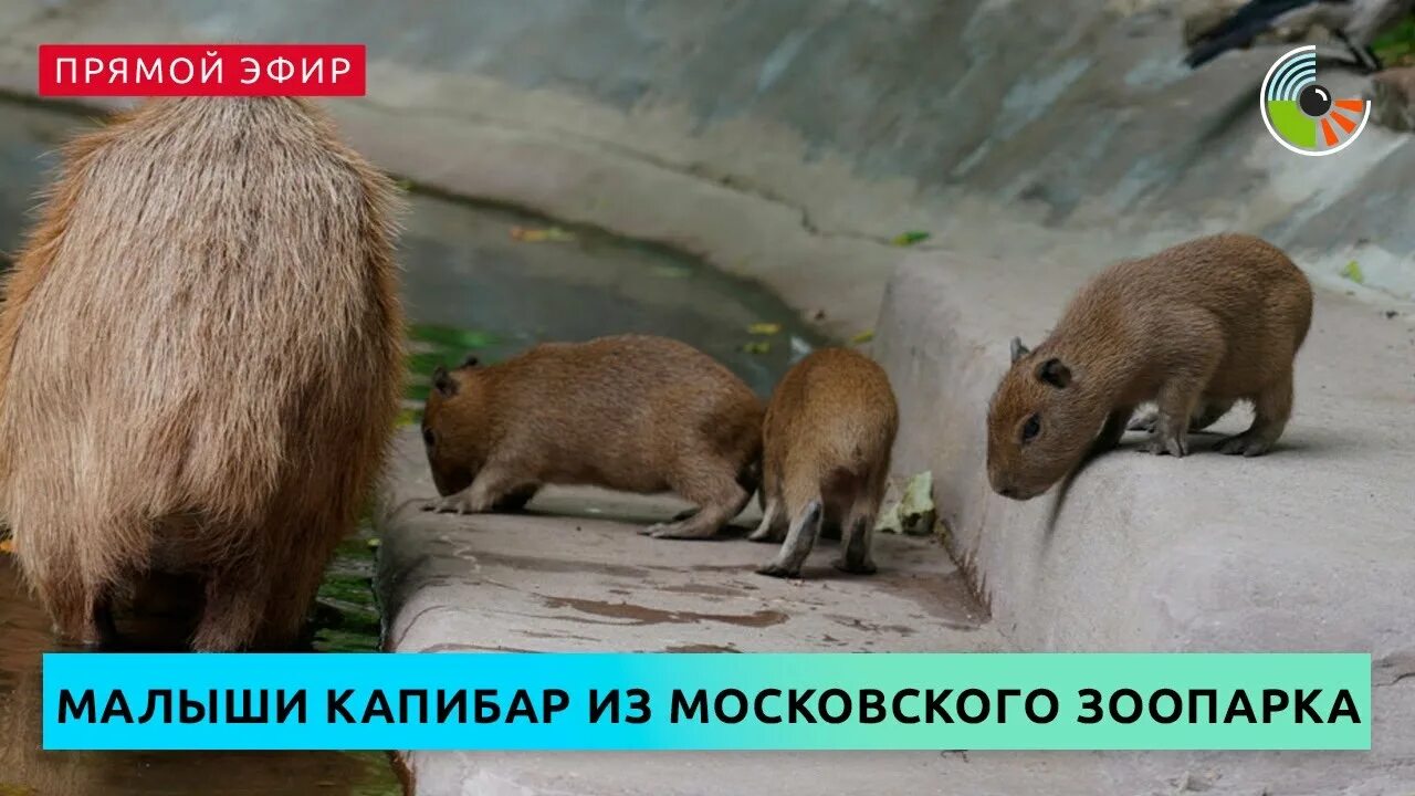 Капибары в московском зоопарке фото Малыши капибар из Московского зоопарка - YouTube