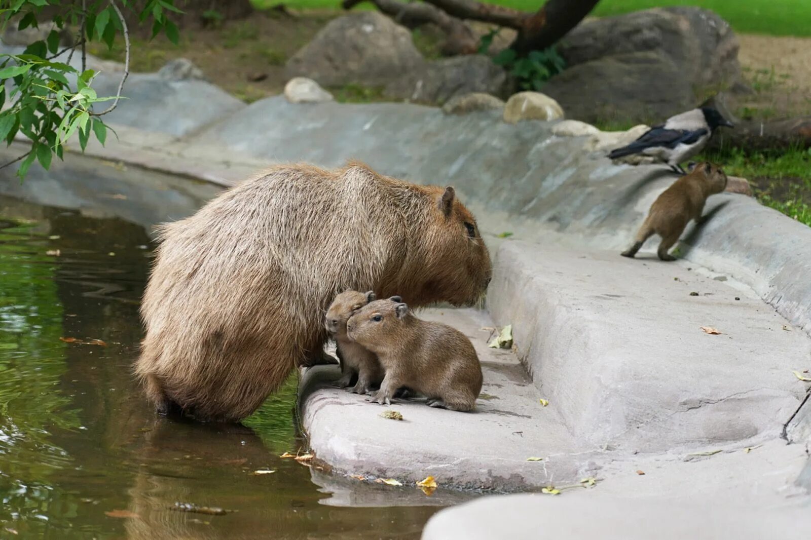 Капибары в московском зоопарке фото Three capybara pups born in Moscow Zoo / News / Moscow City Web Site