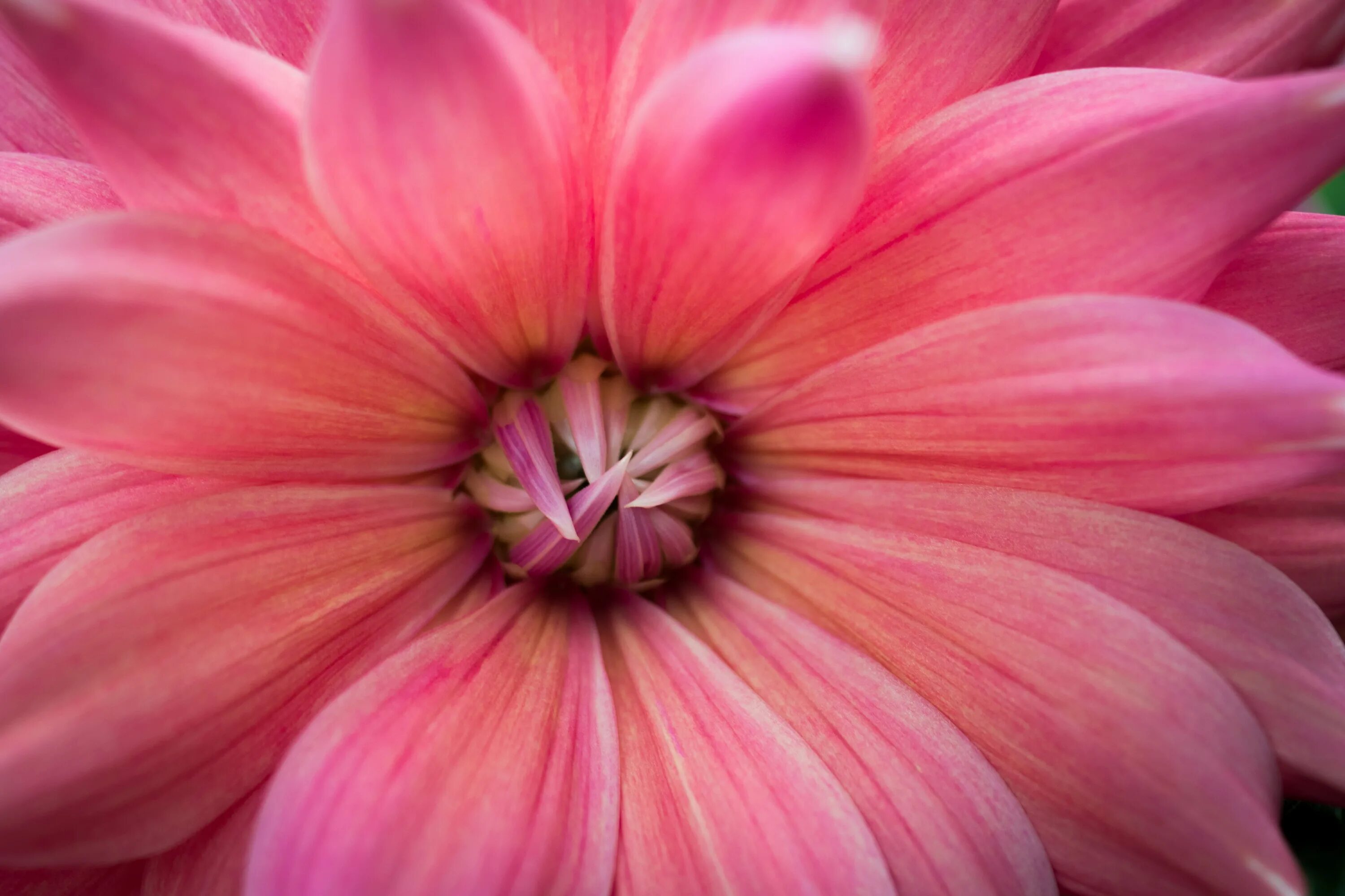 Капия розовая фото Online crop macro photography of pink petal flower HD wallpaper Wallpaper Flare