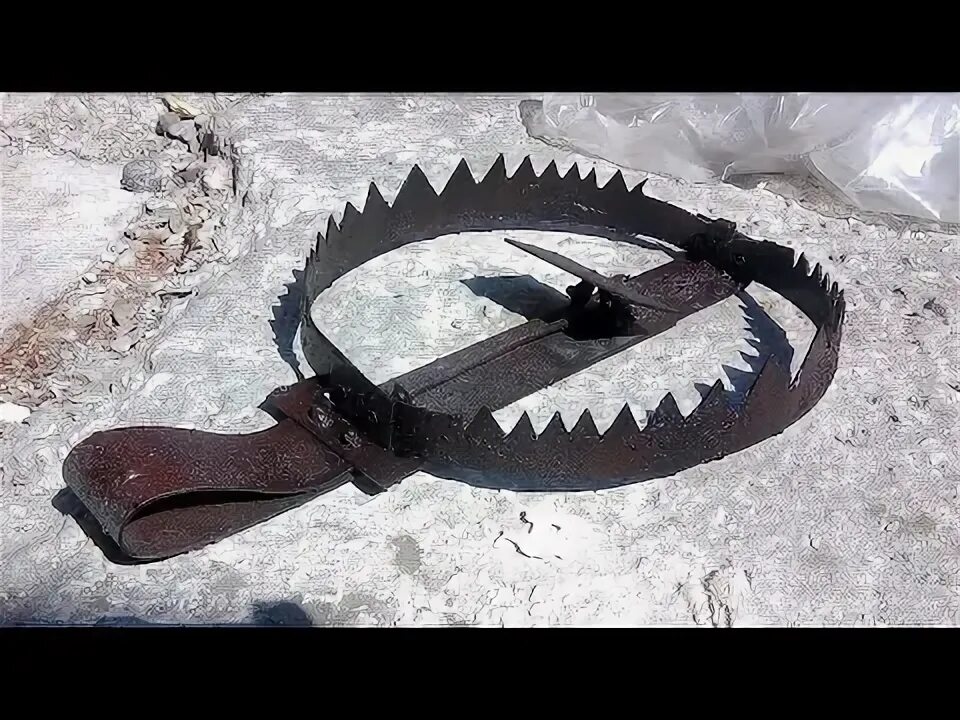 Капкан на медведя фото Установка капкана на матерого Волка! - YouTube