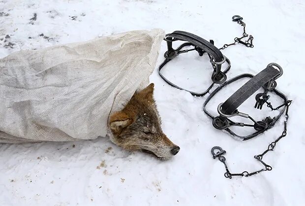 Капкан на волка фото Полуостров хищников Дерзкие украинские волки атаковали Крым: Крым: Lenta.ru