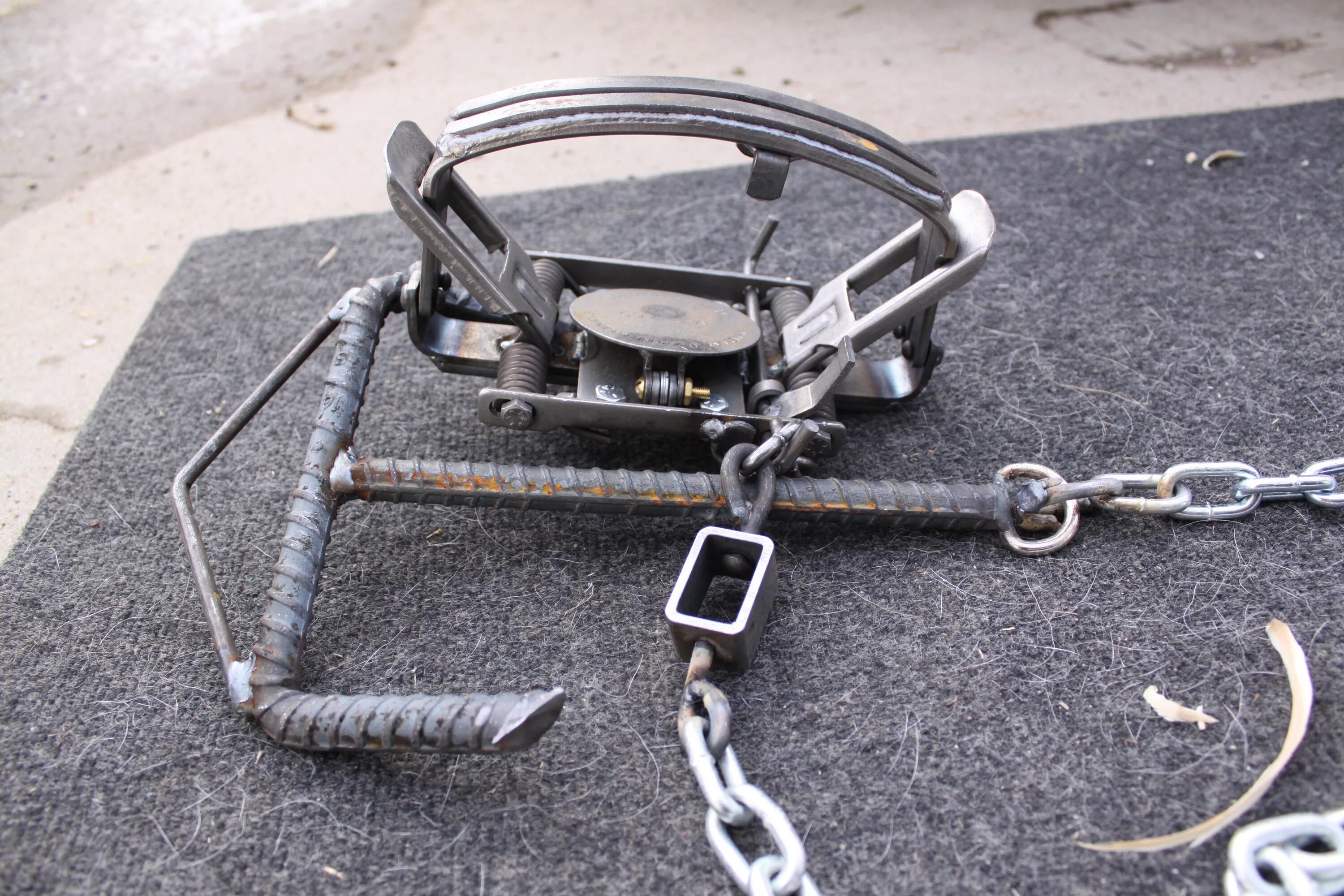 Капкан на волка фото Wolf Trapping Season To Begin Dec 15 - Montana Hunting and Fishing Information