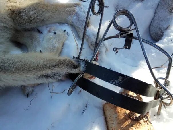 Капкан на волка фото Another crime: in the Omsk region detained security forces for illegal hunting A