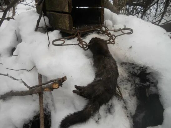 Капкан на волка фото ОХОТА на: БОБРА,выдру,ондатру и др... Группа на OK.ru Вступай, читай, общайся в 