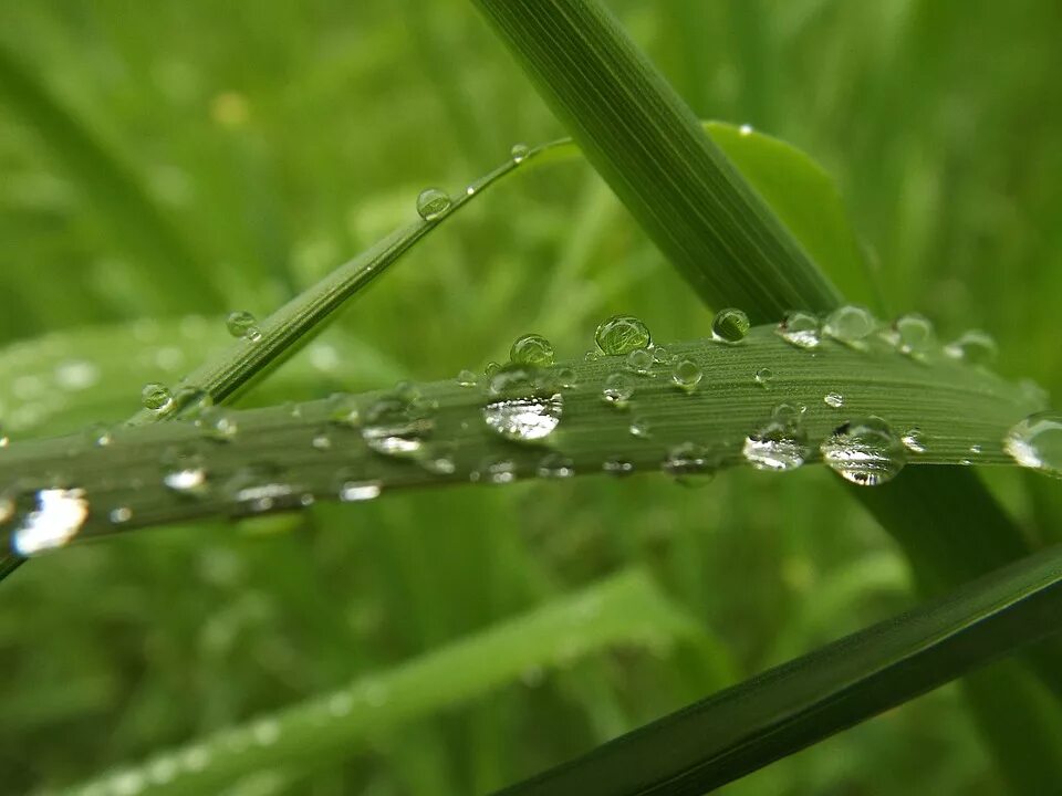 Капли на траве фото Laminated Poster Drop Water Wet Drip Grasses Raindrop Grass Poster Print 11 x 17