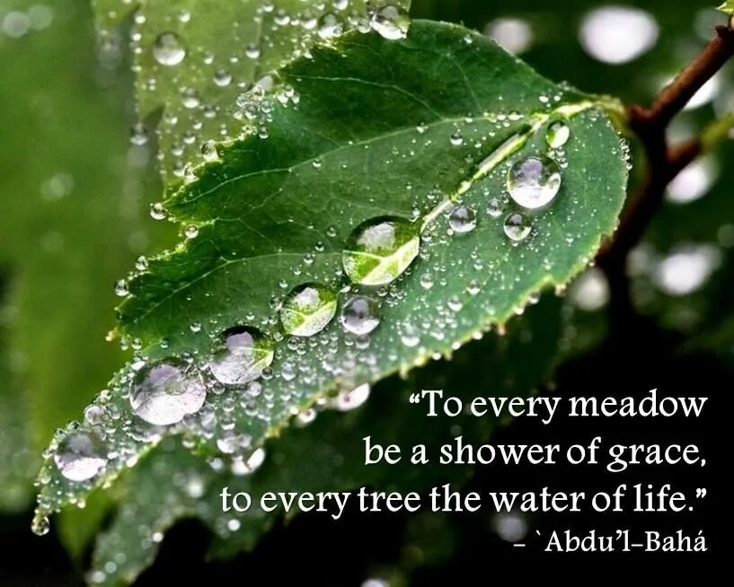 Капля на листе фото Giving, Abdu'l-Baha Sacred water, Leaves, Spring rain