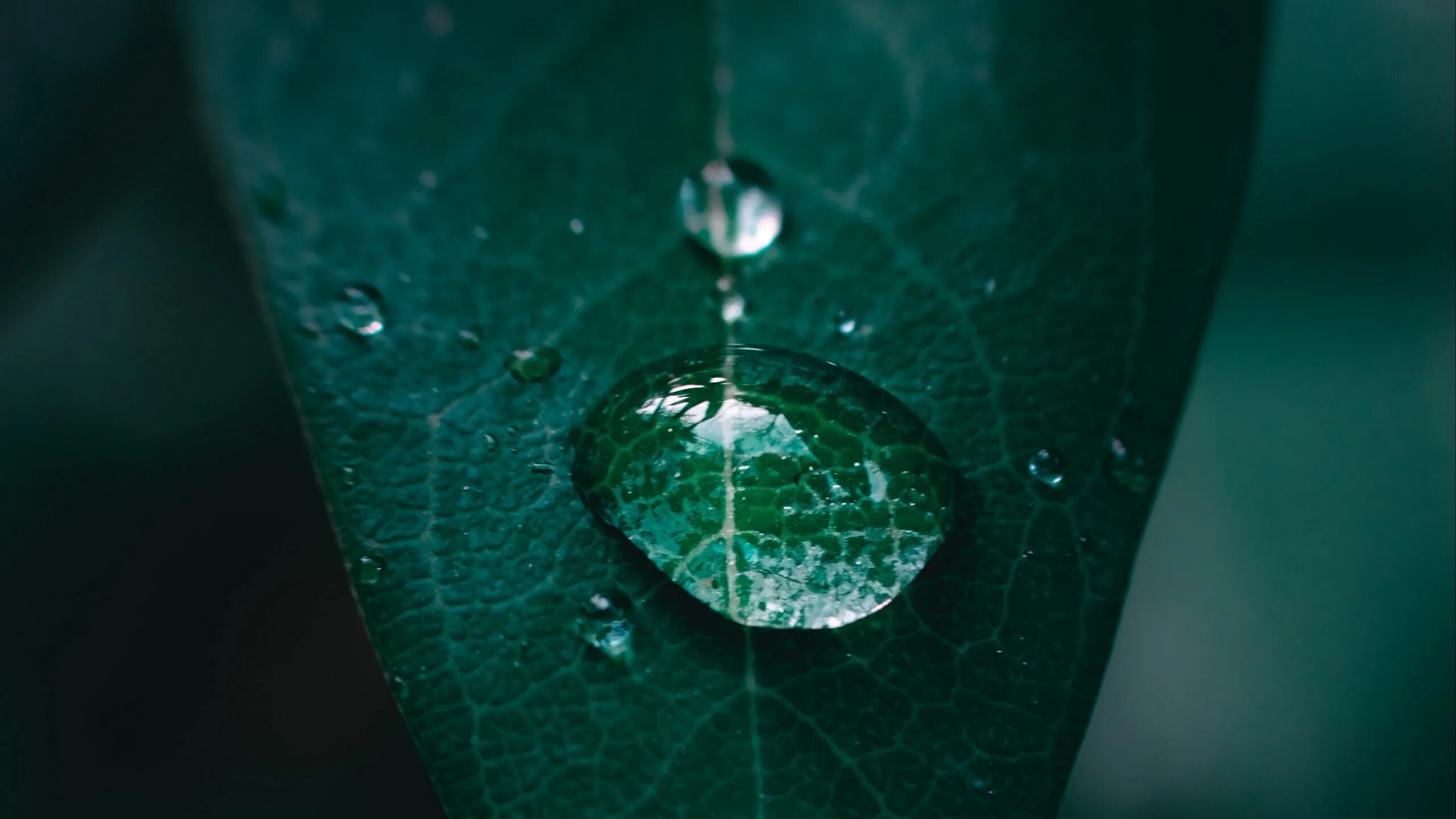 Капля на листе фото Download wallpaper 2560x1440 leaf, drop, water, macro widescreen 16:9 hd backgro