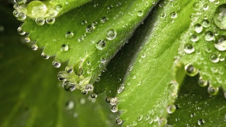 Капля на листе фото Water Drops on Plant Leaves