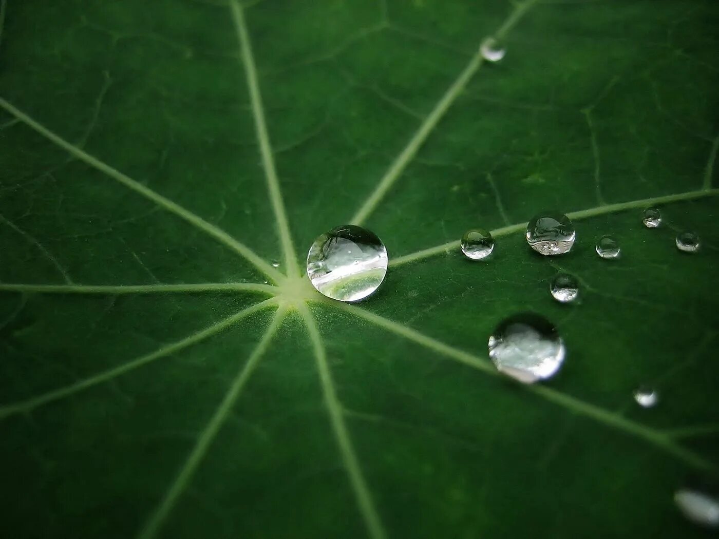 Капля на листе фото Download wallpaper 1400x1050 leaf, drop, dew, green, form standard 4:3 hd backgr