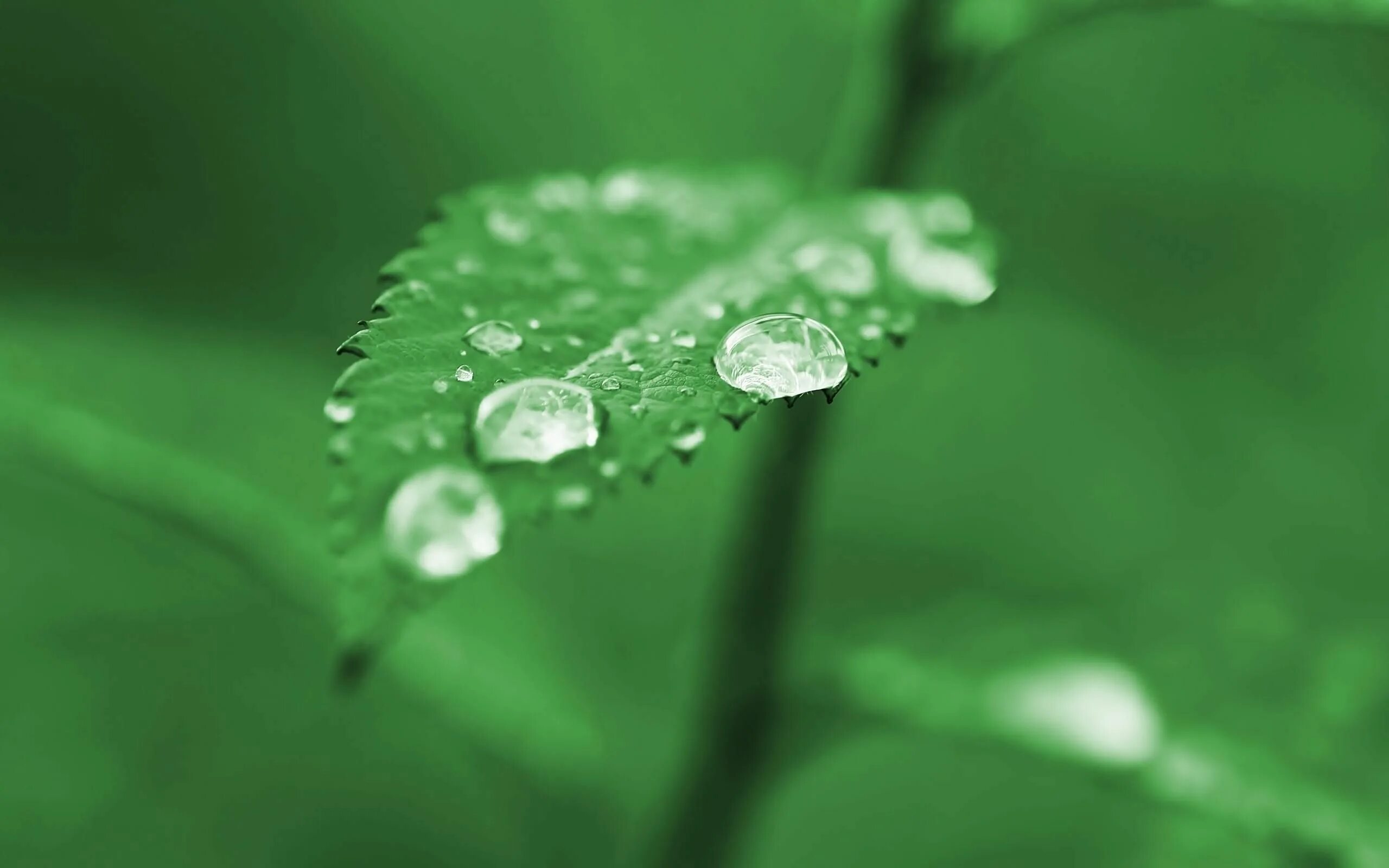 Капля на листе фото cool green nature leaves plants water drops dew free desktop background wallpape