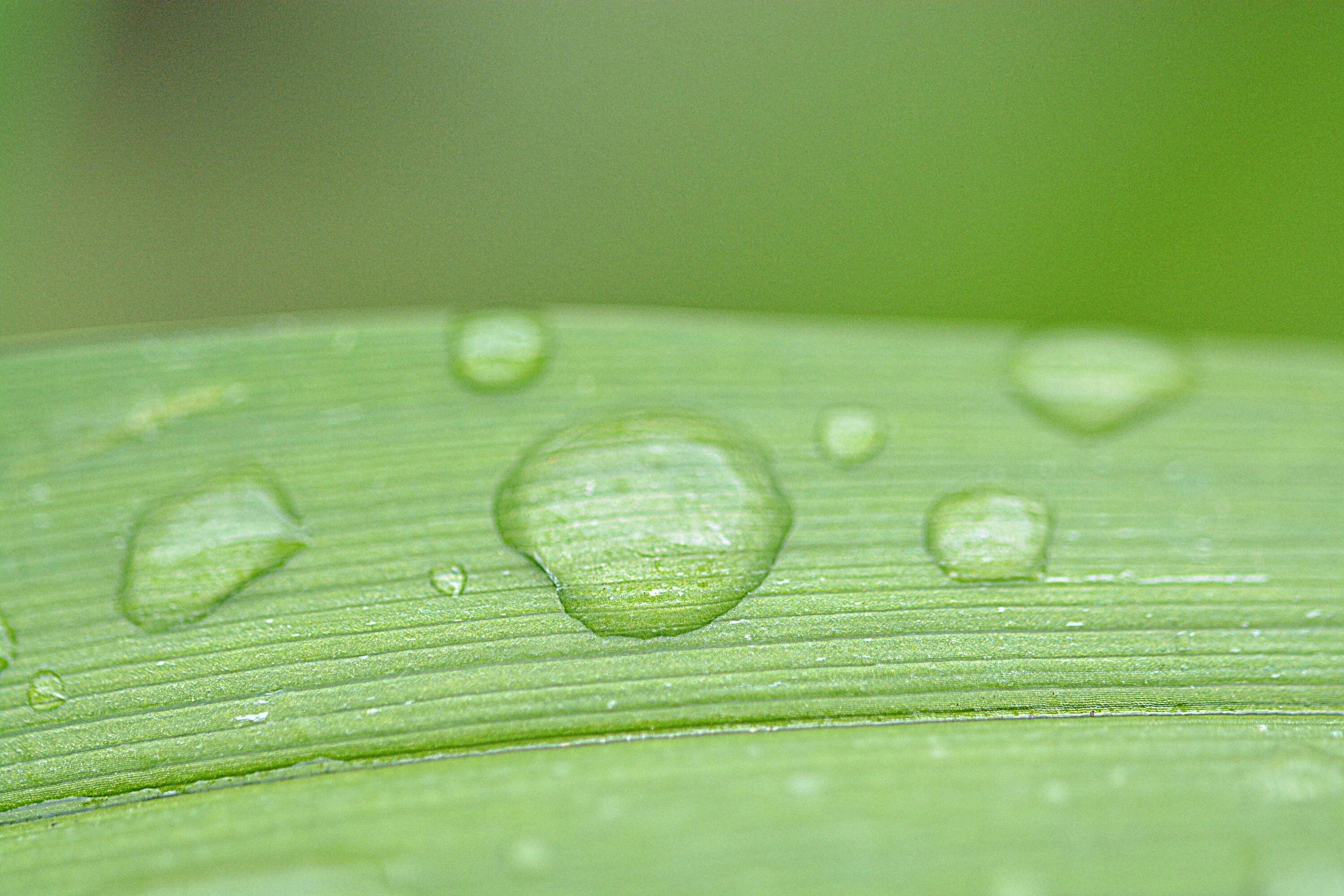 Капля на листе фото Free Images : grass, dew, leaf, flower, petal, wet, green, drip, circle, close u