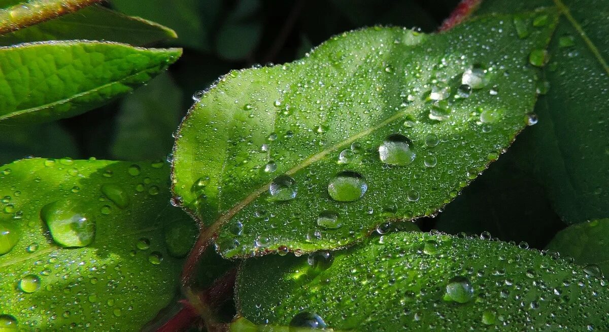 Капля на листе фото Free Images : water, nature, drop, dew, lawn, leaf, flower, green, botany, flora