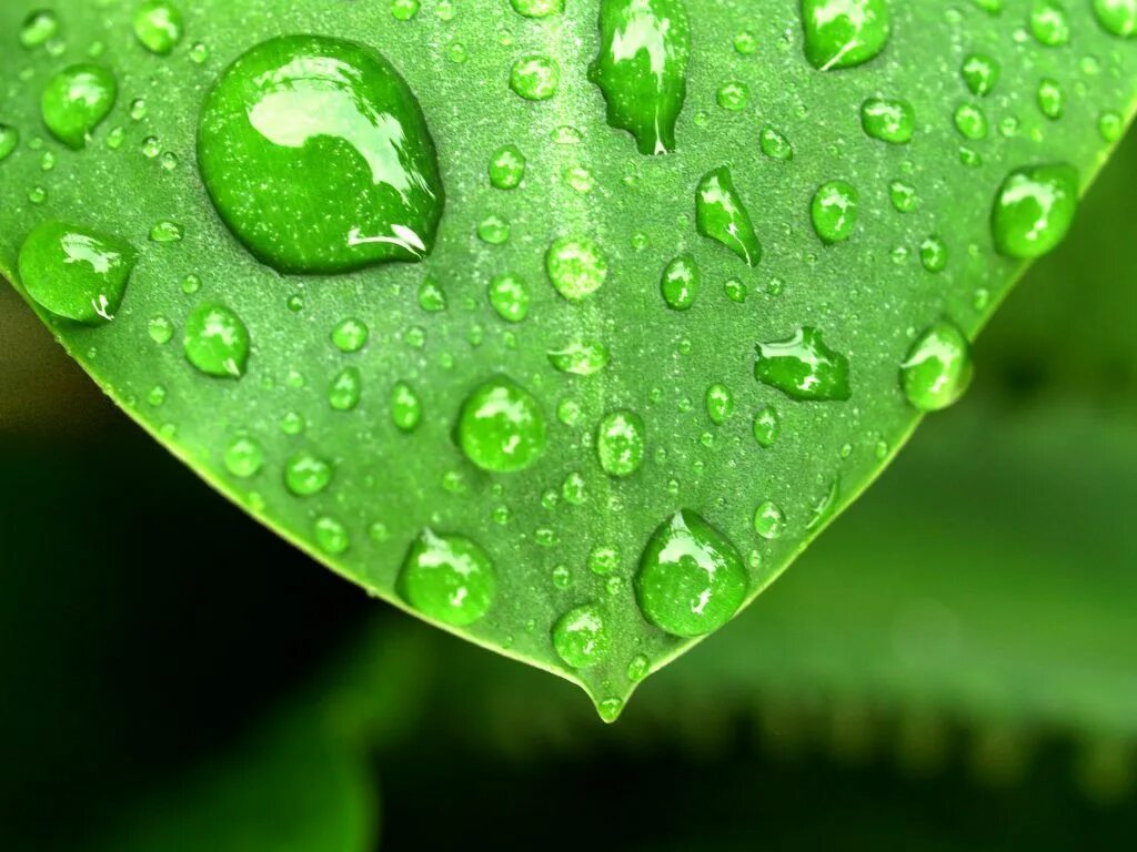Капля на листе фото Should I Put My Indoor Plants Outside In the Rain? - Good Earth Plants Plants, W