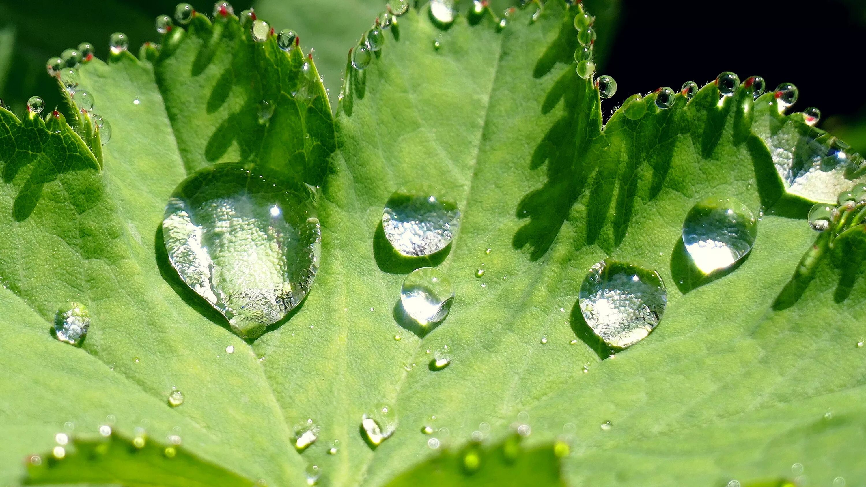 Капля на листе фото Free Images : nature, grass, dew, rain, flower, raindrop, wet, green, produce, b