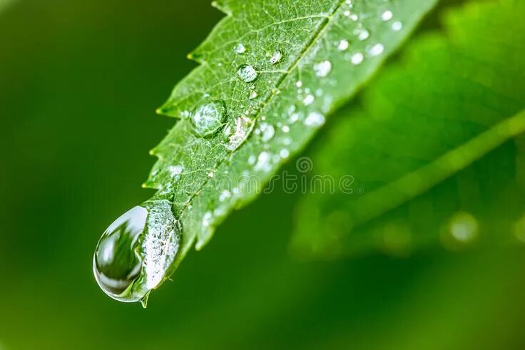 Капля на листе фото Leaves with drops of water. Can be used as background , #AD, #drops, #Leaves, #b