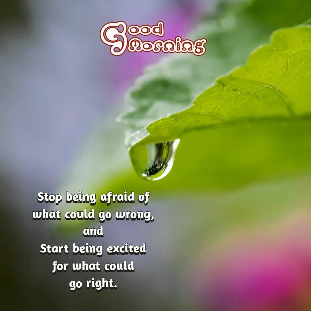 Капля на листе фото Pin by Linkey Moodley on Good morning quotes in 2024 Morning quotes funny, Happy