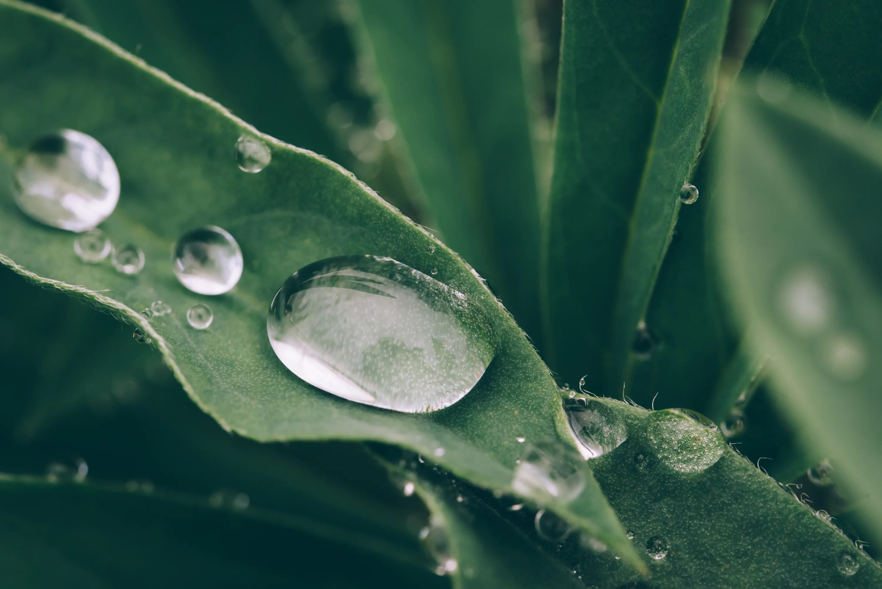 Капля на листе фото File:Green Leaf With Water Drop, Frankfurt, Germany (Unsplash).jpg - Wikimedia C