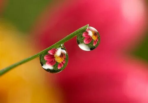 Капля солнца фото random Nature photography flowers, Flowers photography, Beautiful flowers pictur
