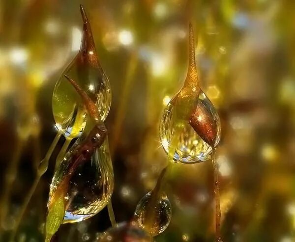 Капля солнца фото фантастическая макрофотография 5 - Природа - Приколы - bigmir)net Gotas de agua,