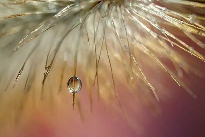 Капля солнца фото 30 Incredible and Beautiful Examples of Dew Photography