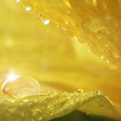 Капля солнца фото Stream Sundrop.wav by Bizzi Dizzi Listen online for free on SoundCloud