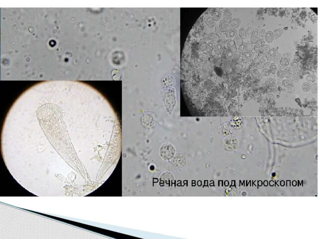 Капля воды под микроскопом фото "Волшебные стеклышки" экспериментирование старшая группа