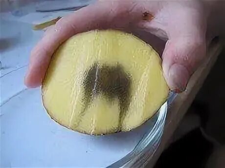 Капля йода на картофель фото Работы учащихся shulepvaspb