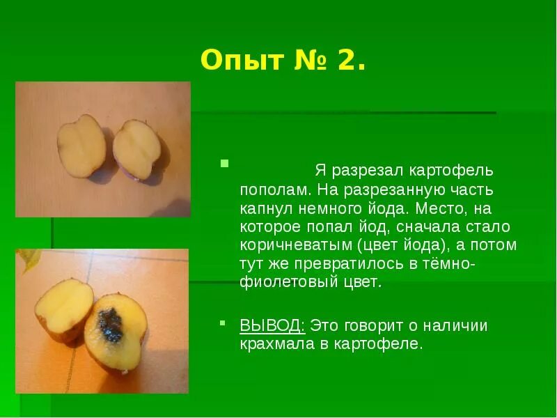 Капля йода на картофель фото Moje krásné brambory: doma pěstujeme druhý chleba.