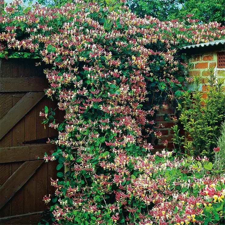 Каприфоль декоративная фото Vildkaprifol 60-80cm GTG24035 Bygghemma.se Back garden, Garden plants, Flower ga