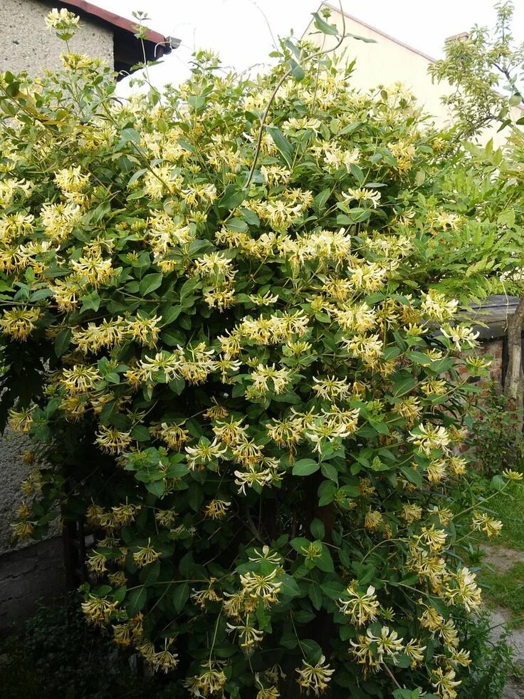 Каприфоль декоративная фото жимолость вьющаяся Lonicera periclymenum 'Graham Thomas' (honeysuckle). Garden inspiration, Fish po
