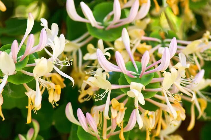 Каприфоль декоративная купить фото Декоративная жимолость Honeysuckle flower, Flower essences, East facing garden