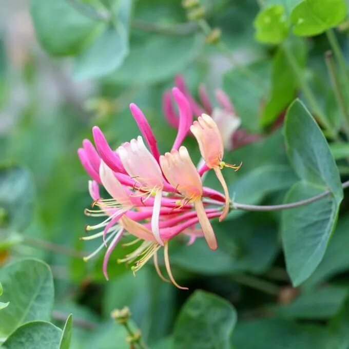 Каприфоль декоративная описание фото Duftkaprifol-Lonicera-caprifolium-klatreplanter3 Slyngplanter, Hagemøbler, Manda