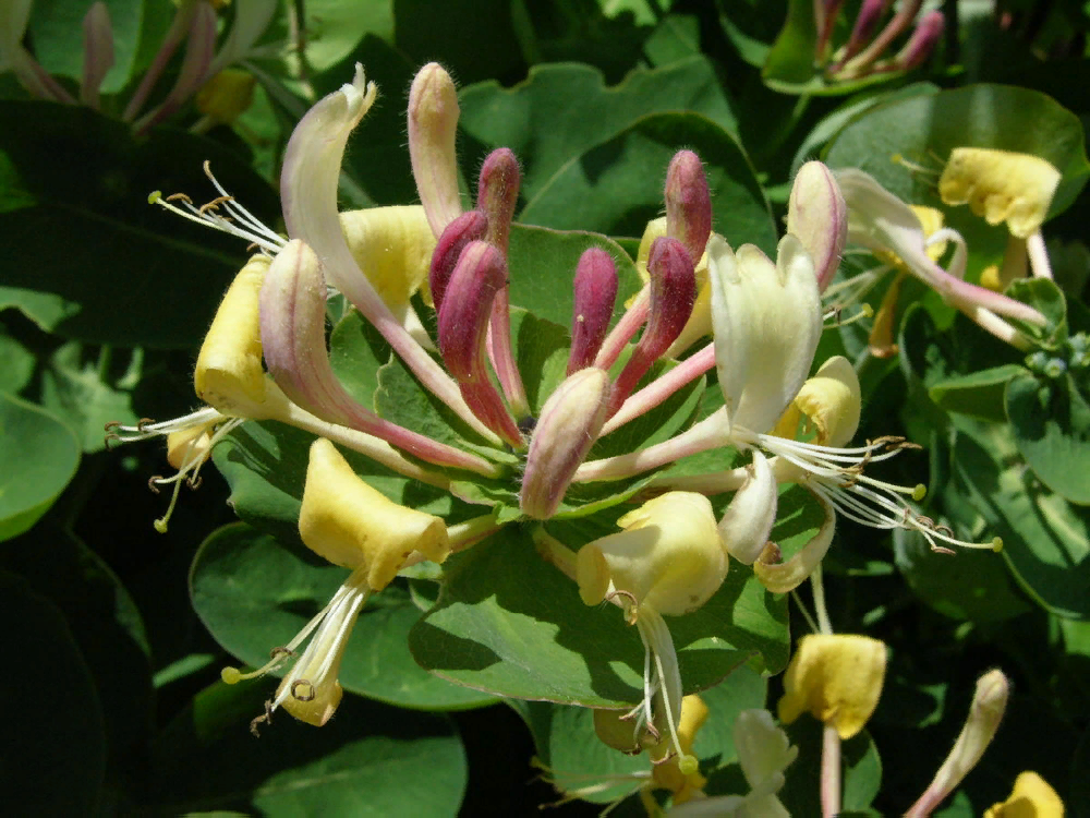 Каприфоль декоративная описание фото Жимолость каприфоль (lonicera caprifolium) Plants, Garden