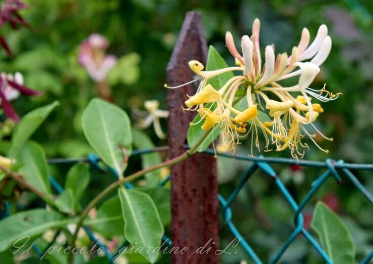 Каприфоль фото и описание кустарника lonicera caprifoglio Siepi, Piccolo giardino, Fiori