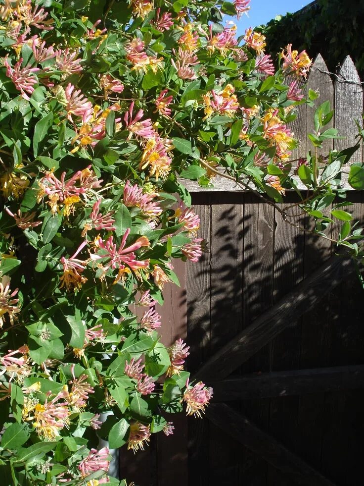 Каприфоль в ландшафтном дизайне My Lubbock Garden: 'Gold Flame' Honeysuckle Chevrefeuille, Chèvrefeuille grimpan