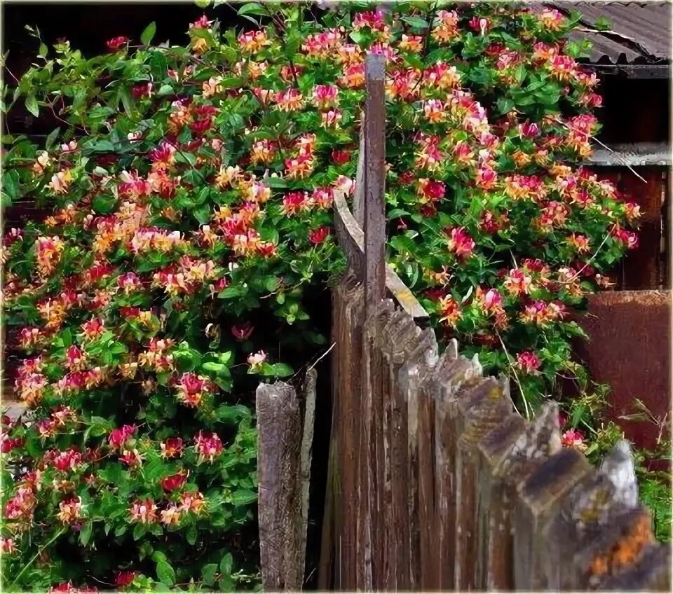 Каприфоль в ландшафтном дизайне Pin on ogród Plants, Garden, Balcony