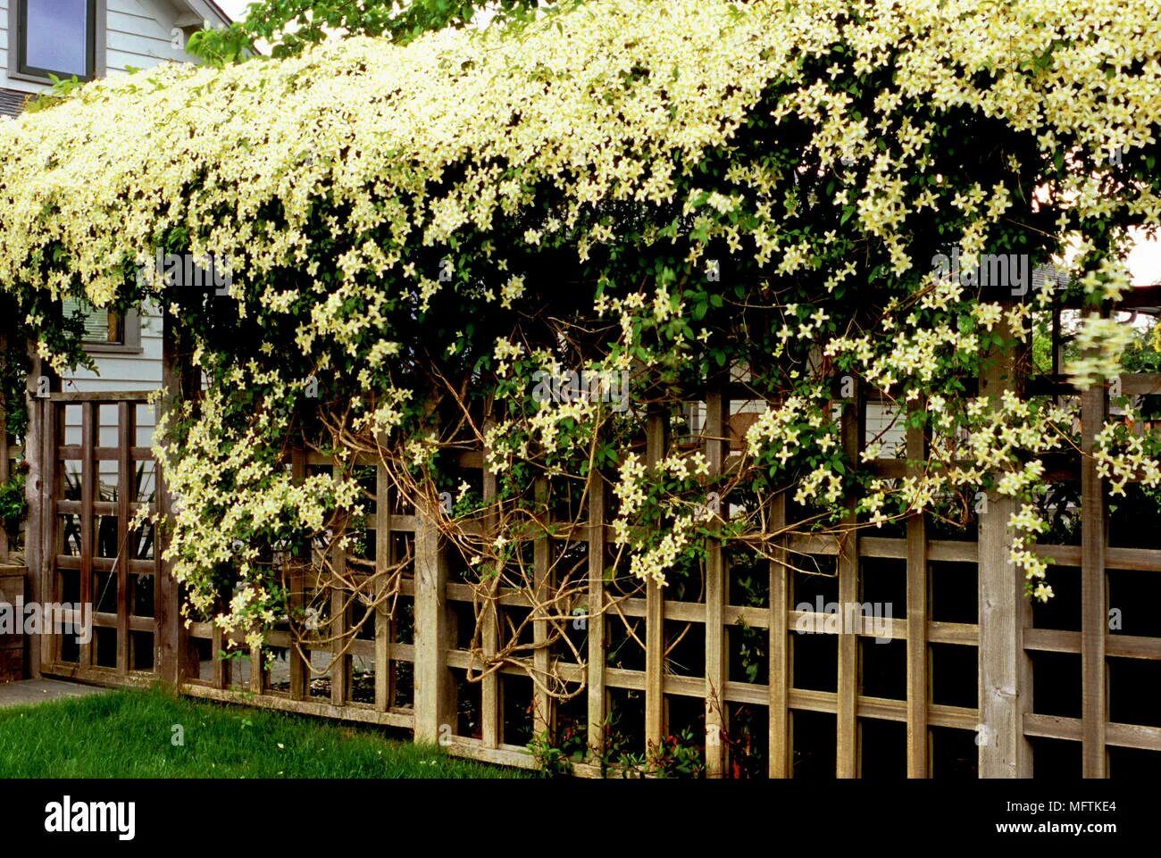 Каприфоль в ландшафтном дизайне фото Clematis montana 'Alba' growing on trellis fence Stock Photo - Alamy