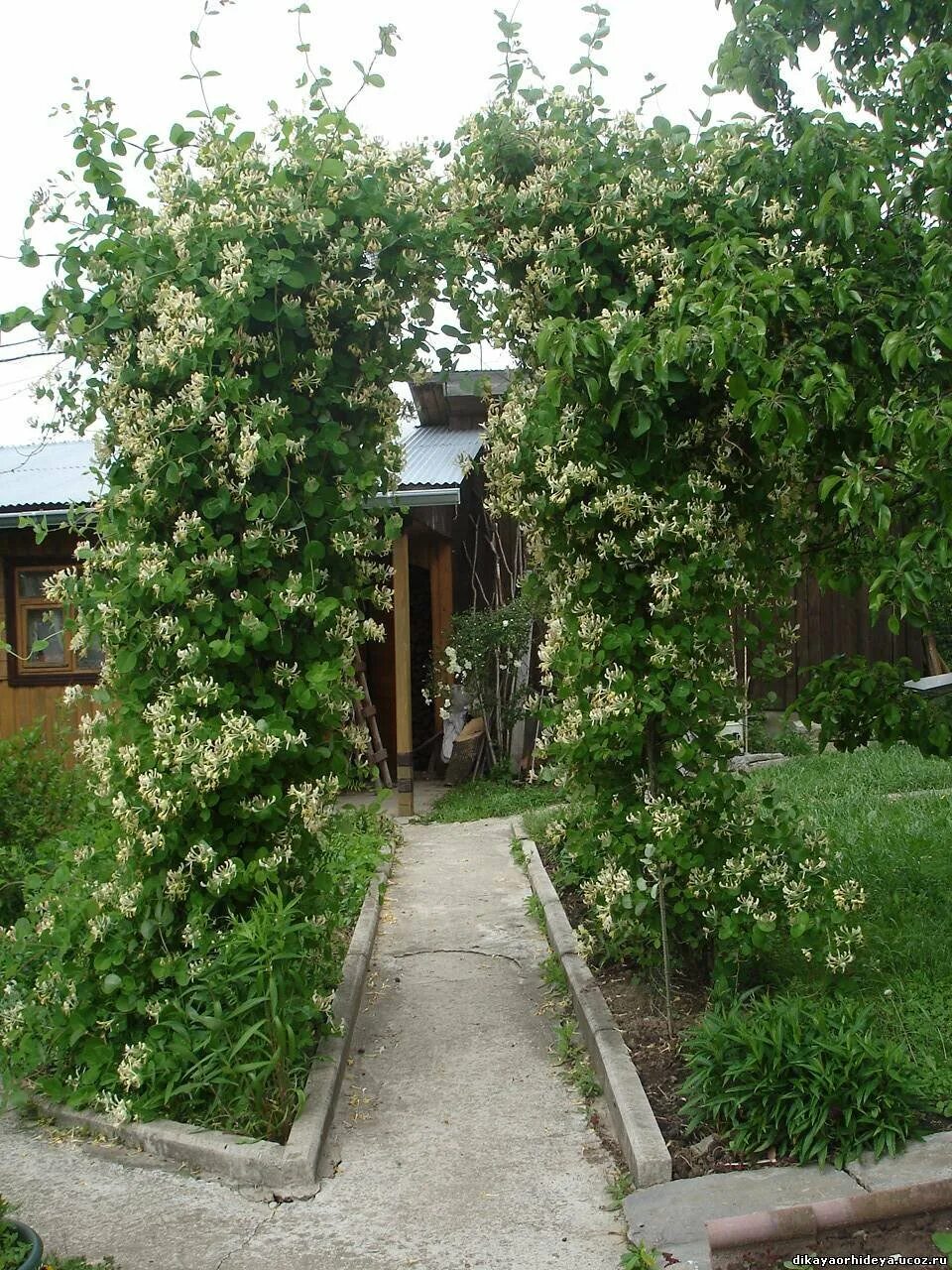 Каприфоль в ландшафтном дизайне фото Жимолость каприфоль в ландшафтном дизайне - CollectPhoto.ru