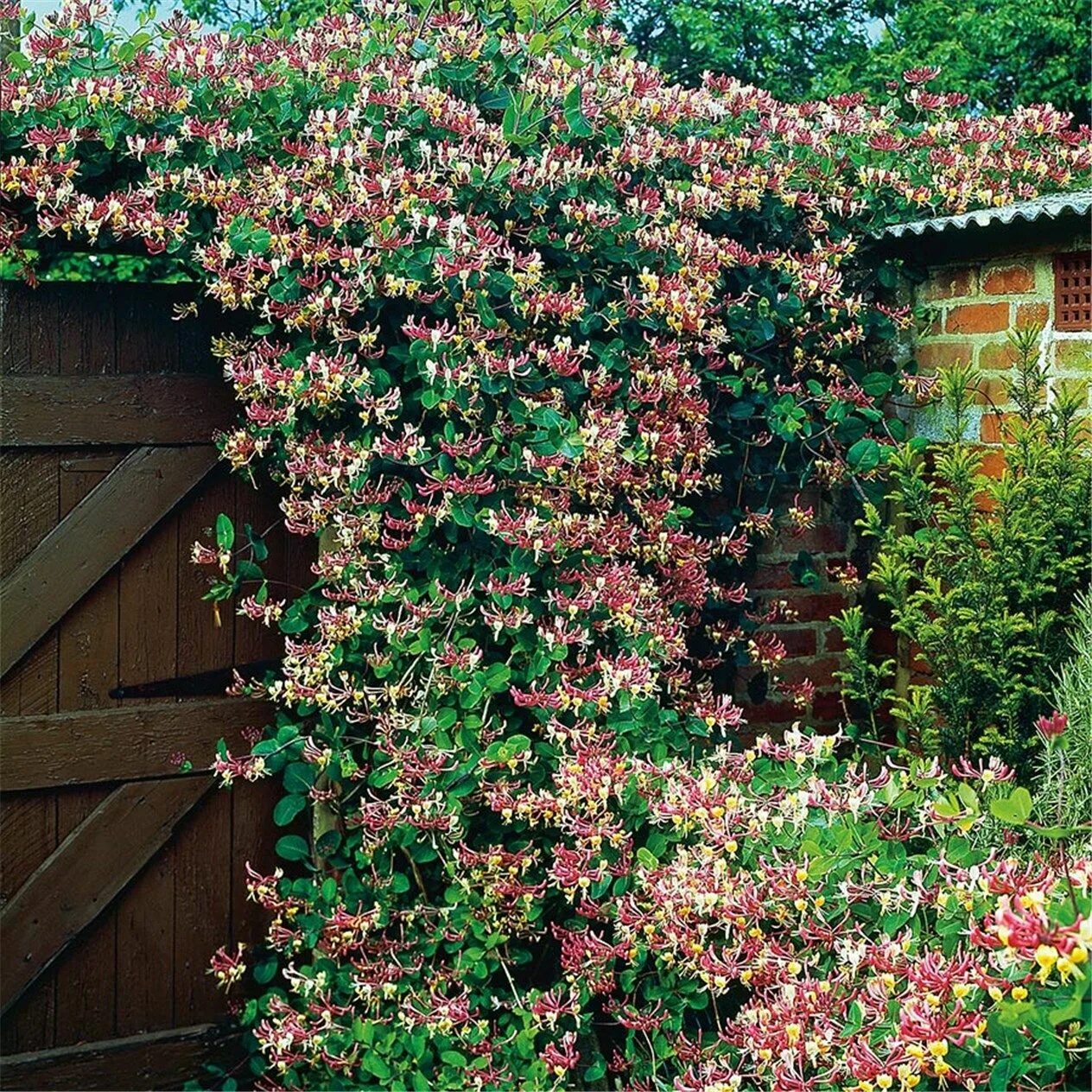 Каприфоль в ландшафтном дизайне фото Vildkaprifol 60-80cm GTG24035 Bygghemma.se Back garden, Garden art, Garden