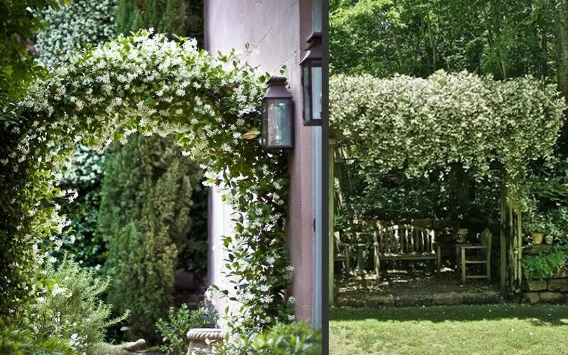 Каприфоль в ландшафтном дизайне фото Madison Confederate Fragrant Jasmine Garden - Rivendell: fragrance & moonlight G