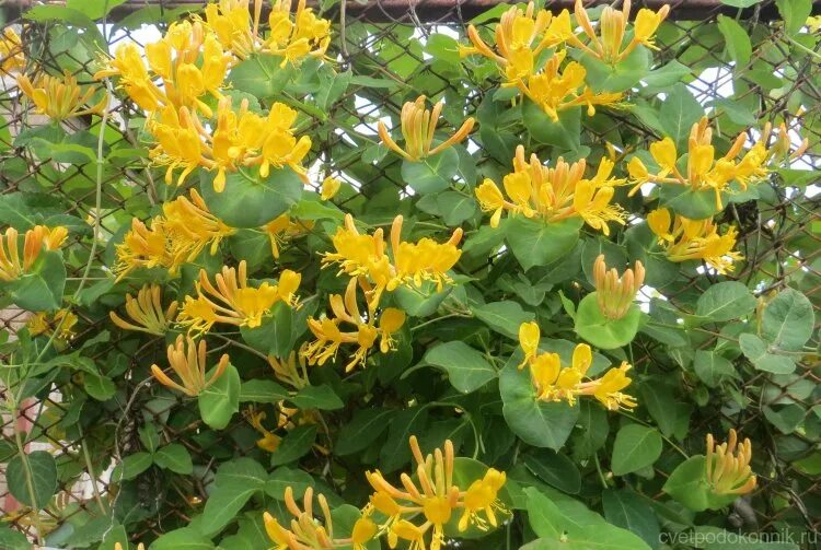 Каприфоль желтая фото Жимолость Тельмана (Lonicera tellmanniana)