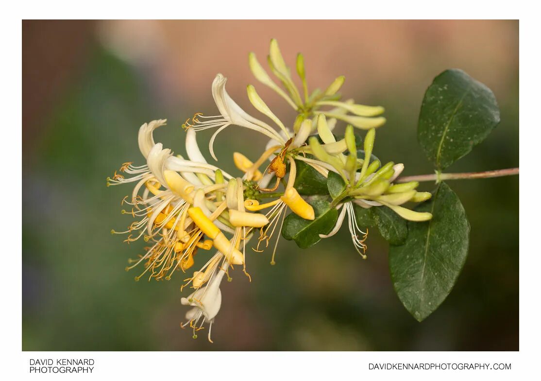 Каприфоль желтая фото Lonicera periclymenum 'Graham Thomas' (II) - David Kennard Photography