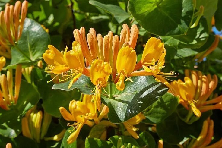 Каприфоль желтая фото Magyar lonc (Lonicera x tellmanniana) gondozása - CityGreen.hu Rare plants, Plan