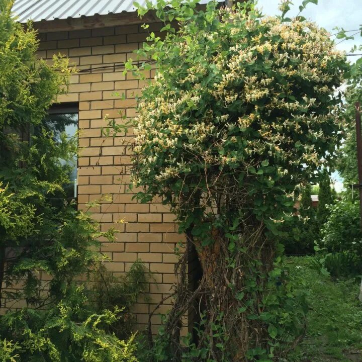 Каприоль ул щепкина 64 стр 2 фото Неактивно
