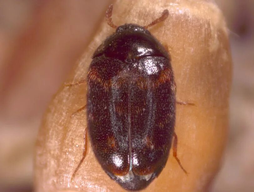 Капровый жук фото Bin Prep: Stored grain insects, heaters, monitoring tools Canola Council of Cana