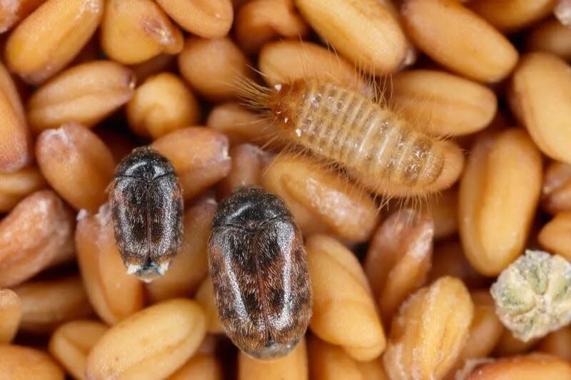 Капровый жук фото 10 Bugs Scientists Want You to Squash Immediately