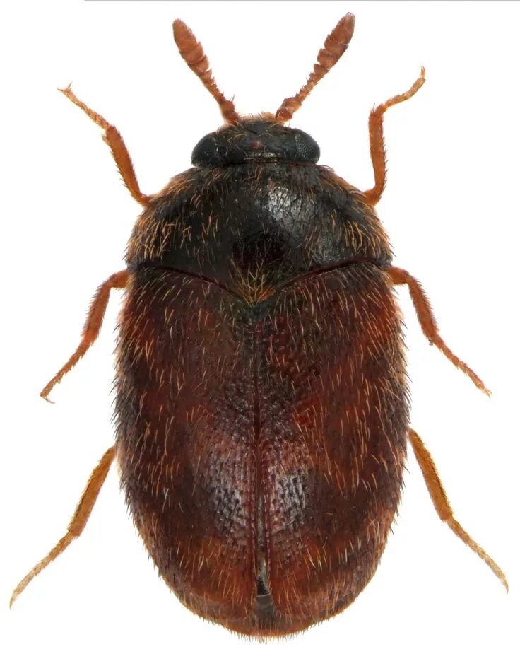Капровый жук фото и описание Khapra Beetle Trogoderma granarium Insects, Beetle, Insect infestation